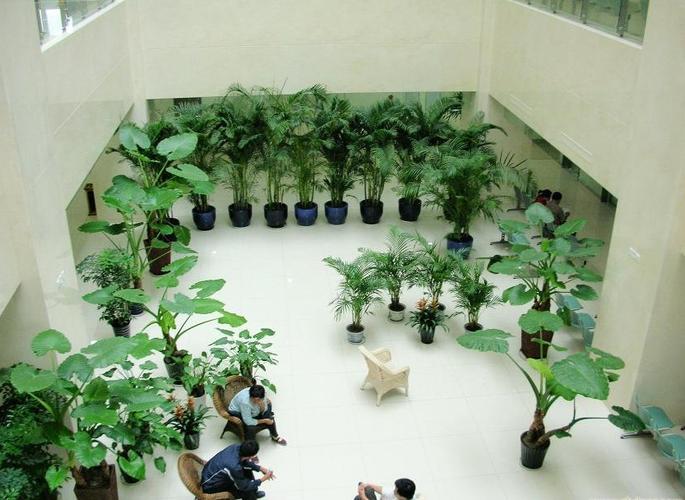 專業(yè)植物租擺,花卉租賃,綠化養(yǎng)護(hù)南韻竹風(fēng)創(chuàng)造性價(jià)比!