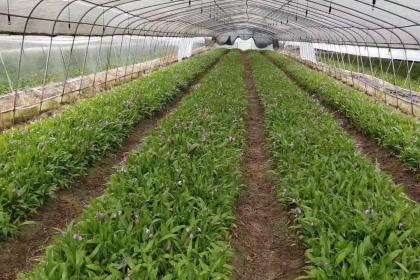 蜀道地白芨種苗 種植基地直供，品質溯源助力中藥材產業振興